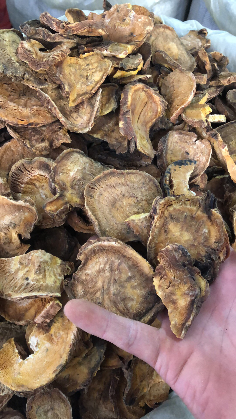 中药材马蹄大黄货好货保证正品