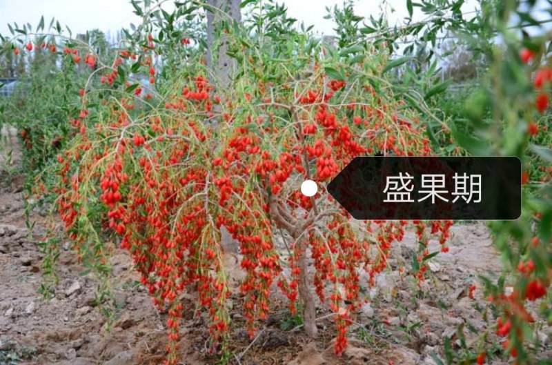 【产地直销】优质红枸杞苗/当年结果/全国包邮