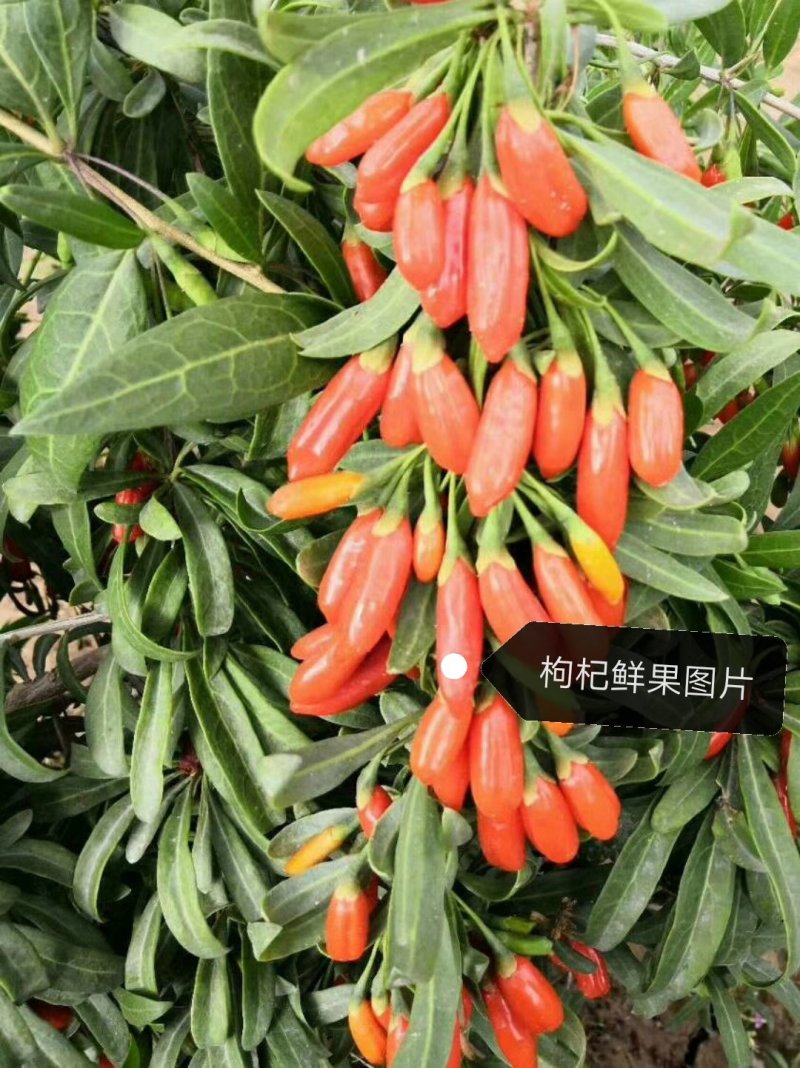 【产地直销】优质红枸杞苗/当年结果/全国包邮