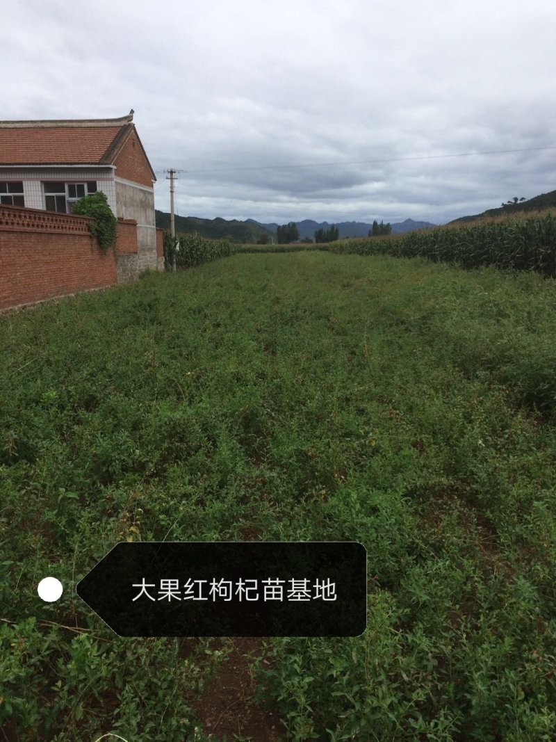 【产地直销】优质红枸杞苗/当年结果/全国包邮