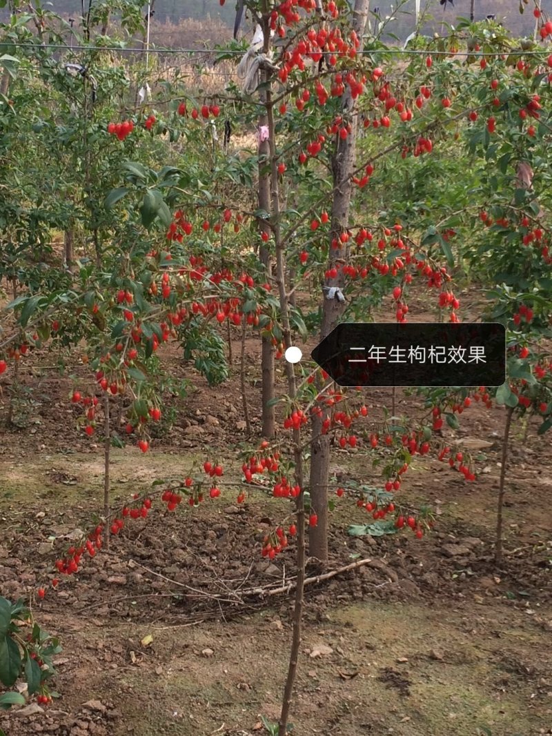 【产地直销】优质红枸杞苗/当年结果/全国包邮