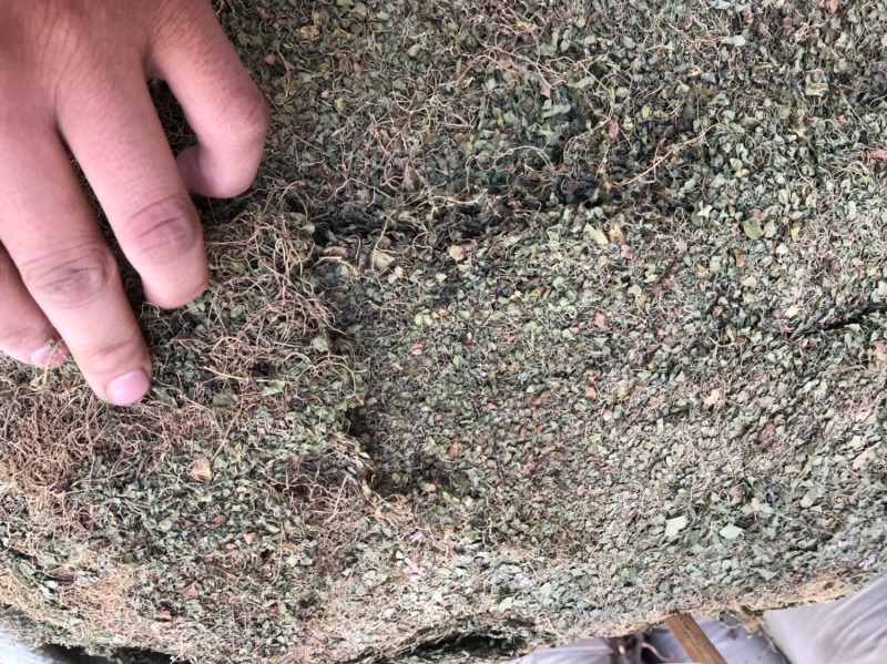 小叶雷公根马蹄金颜色好