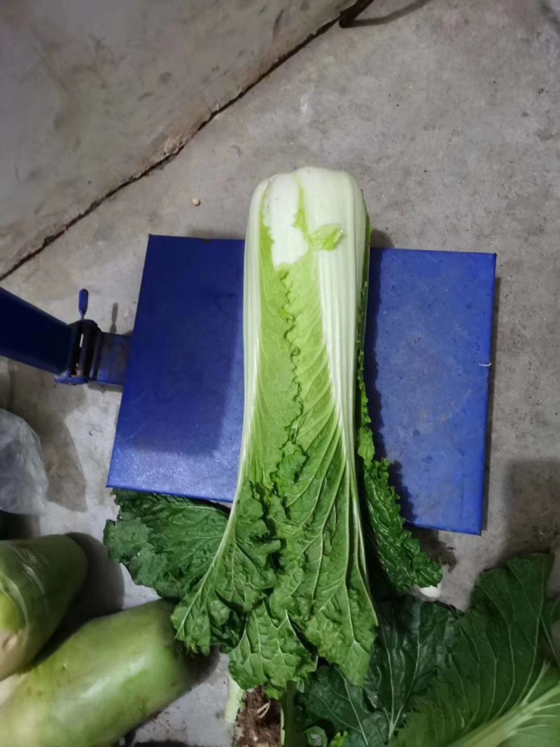 西兰花