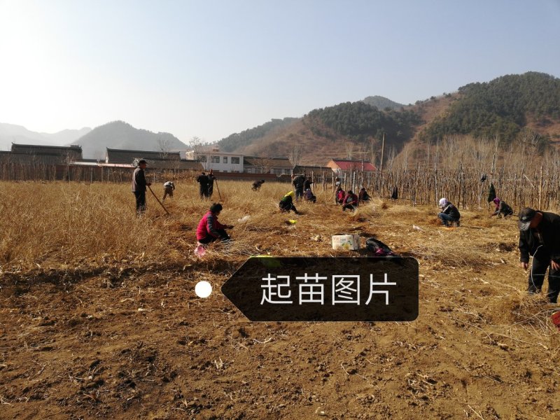 【产地直销】优质红枸杞苗/当年结果/全国包邮