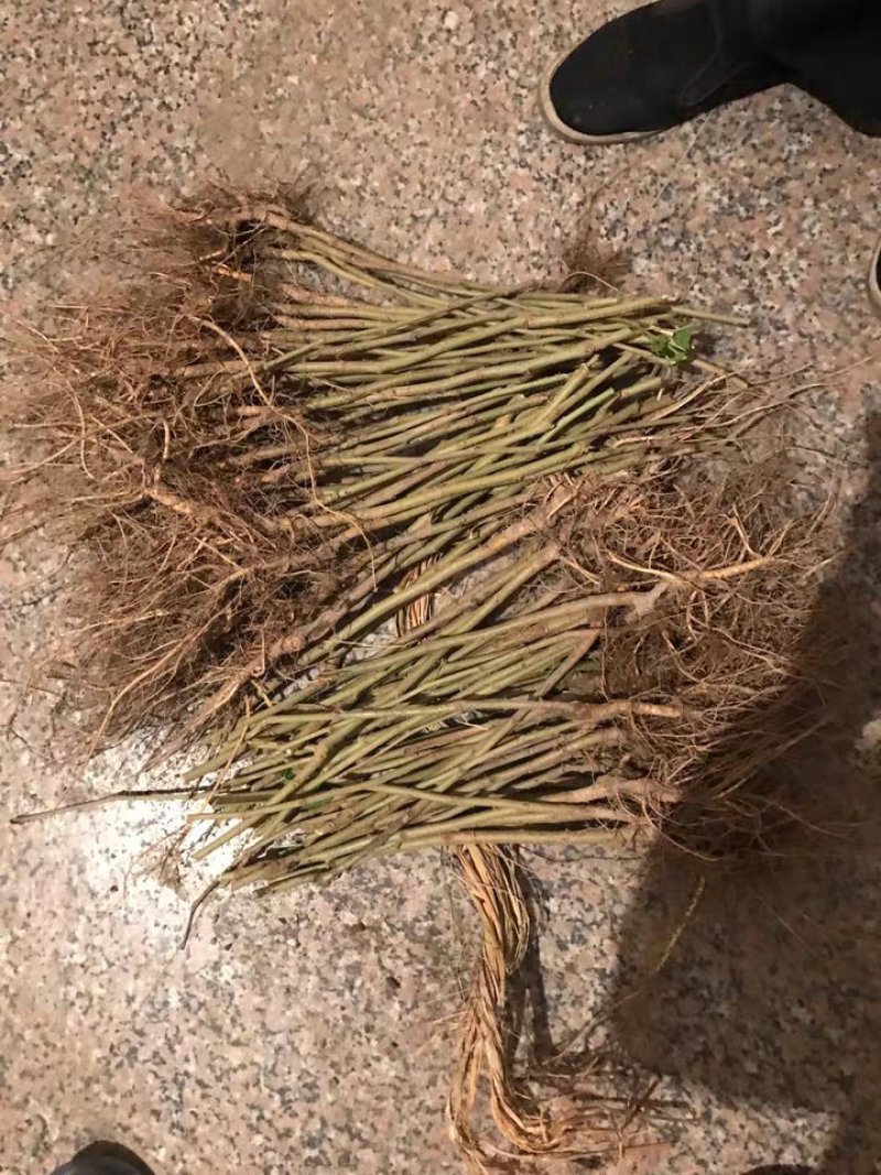 桑树苗百亩基地量大质优，基地直销”全年供苗