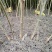 桑树苗百亩基地量大质优，基地直销”全年供苗
