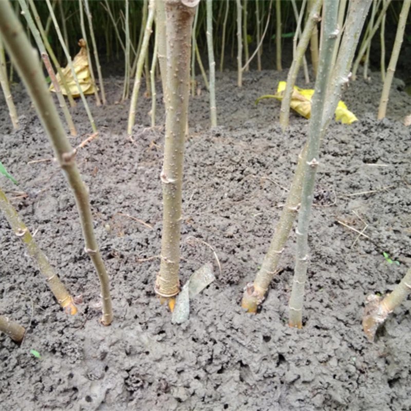 桑树苗百亩基地量大质优，基地直销”全年供苗