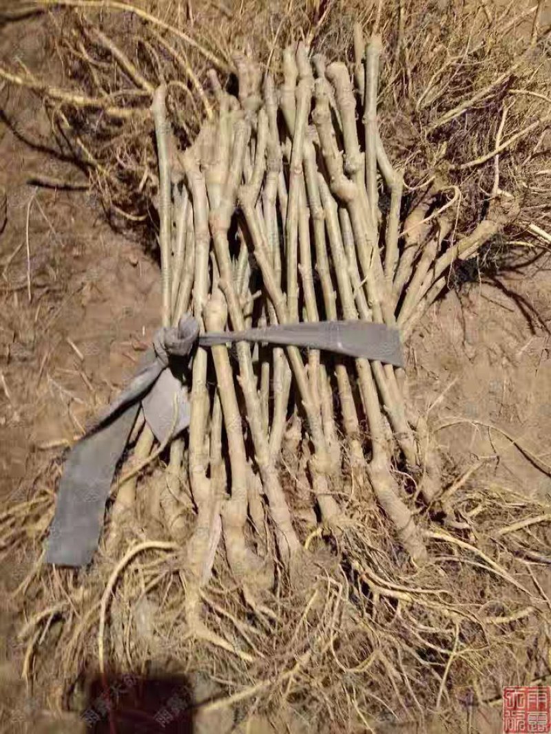 桑树苗百亩基地量大质优，基地直销”全年供苗