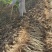 桑树苗百亩基地量大质优，基地直销”全年供苗