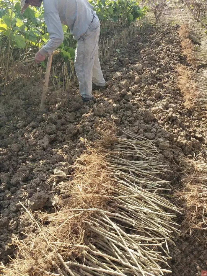 桑树苗百亩基地量大质优，基地直销”全年供苗