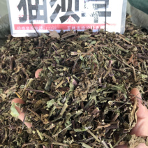 猫须草肾茶今年新货青绿