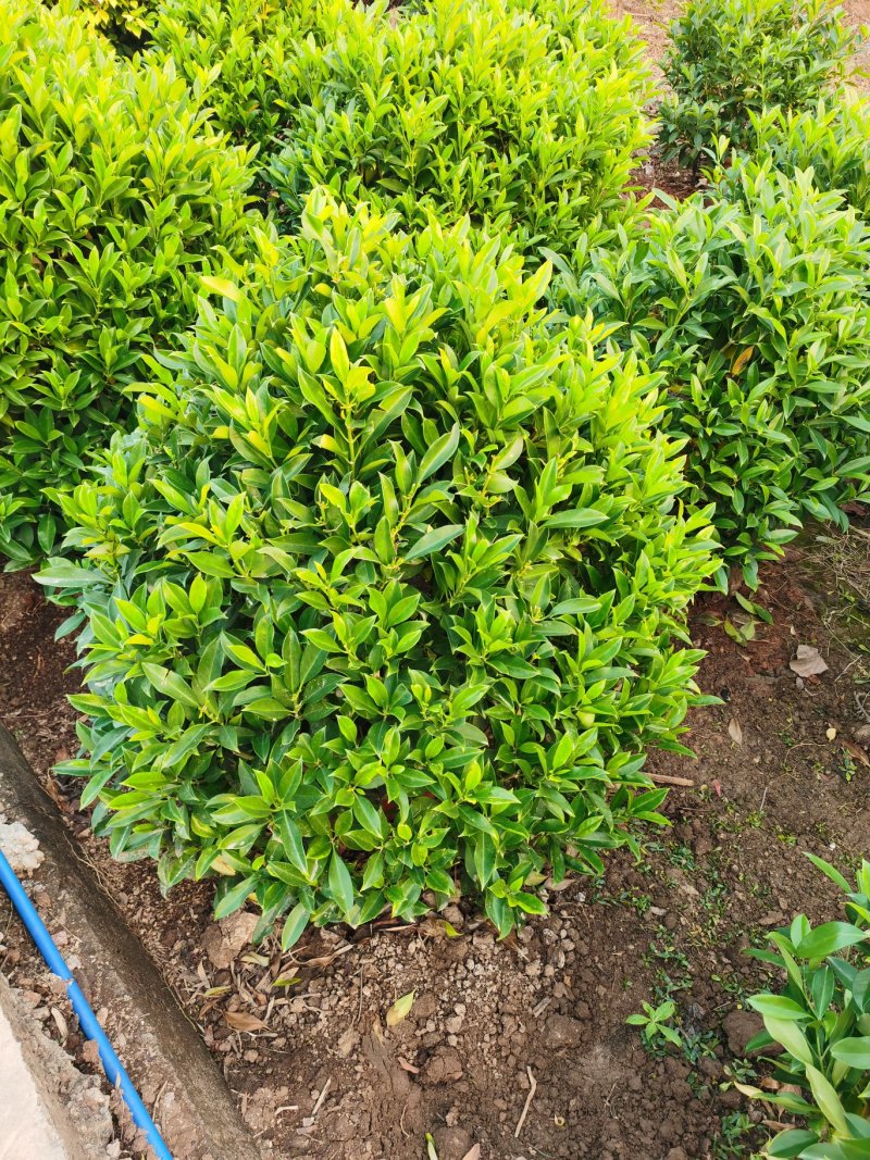 非洲茉莉