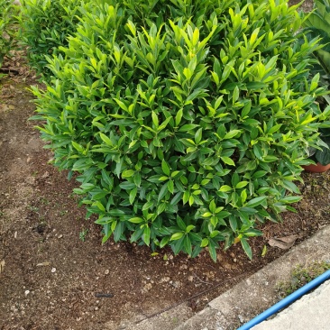非洲茉莉
