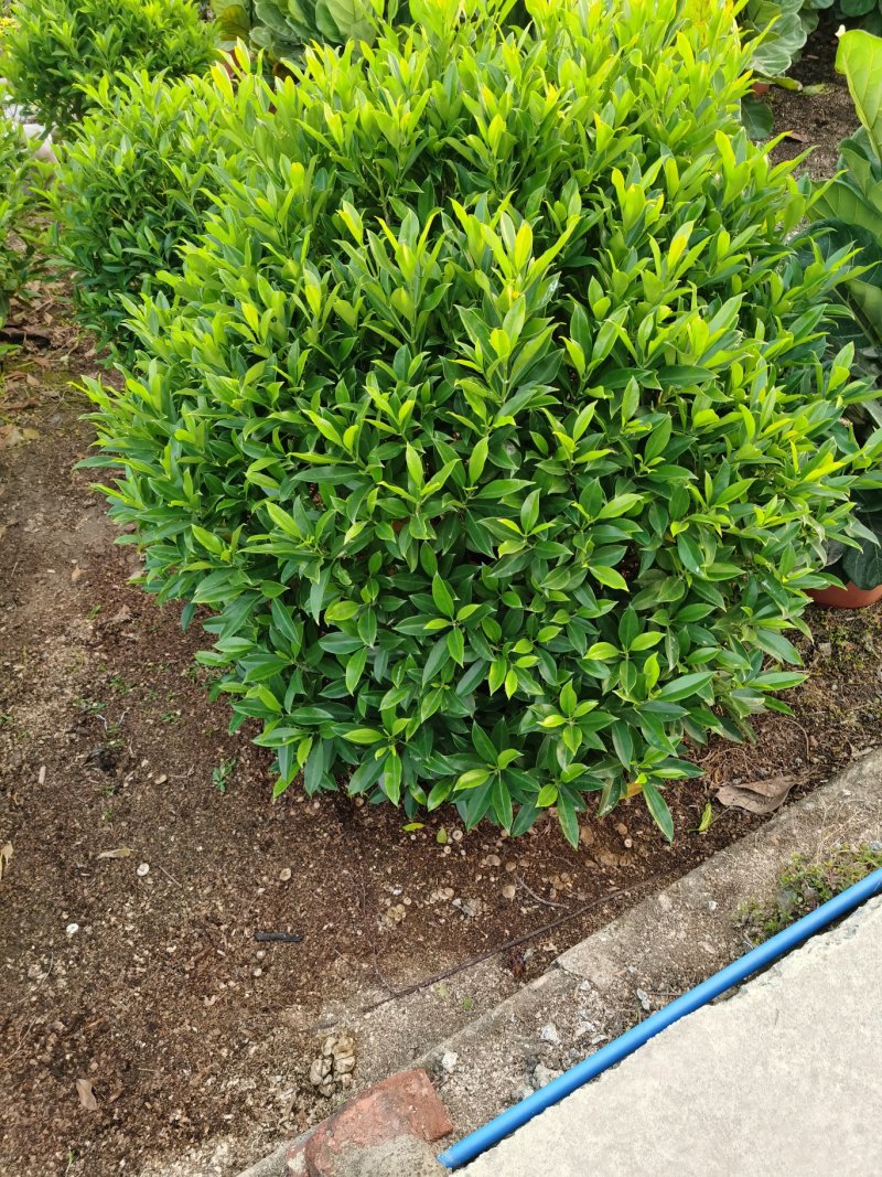 非洲茉莉