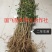 占地枸杞苗/四季种植赔偿高/全国包邮