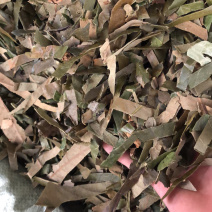 广西新货枇杷叶大量批发零售