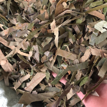 广西新货枇杷叶大量批发零售