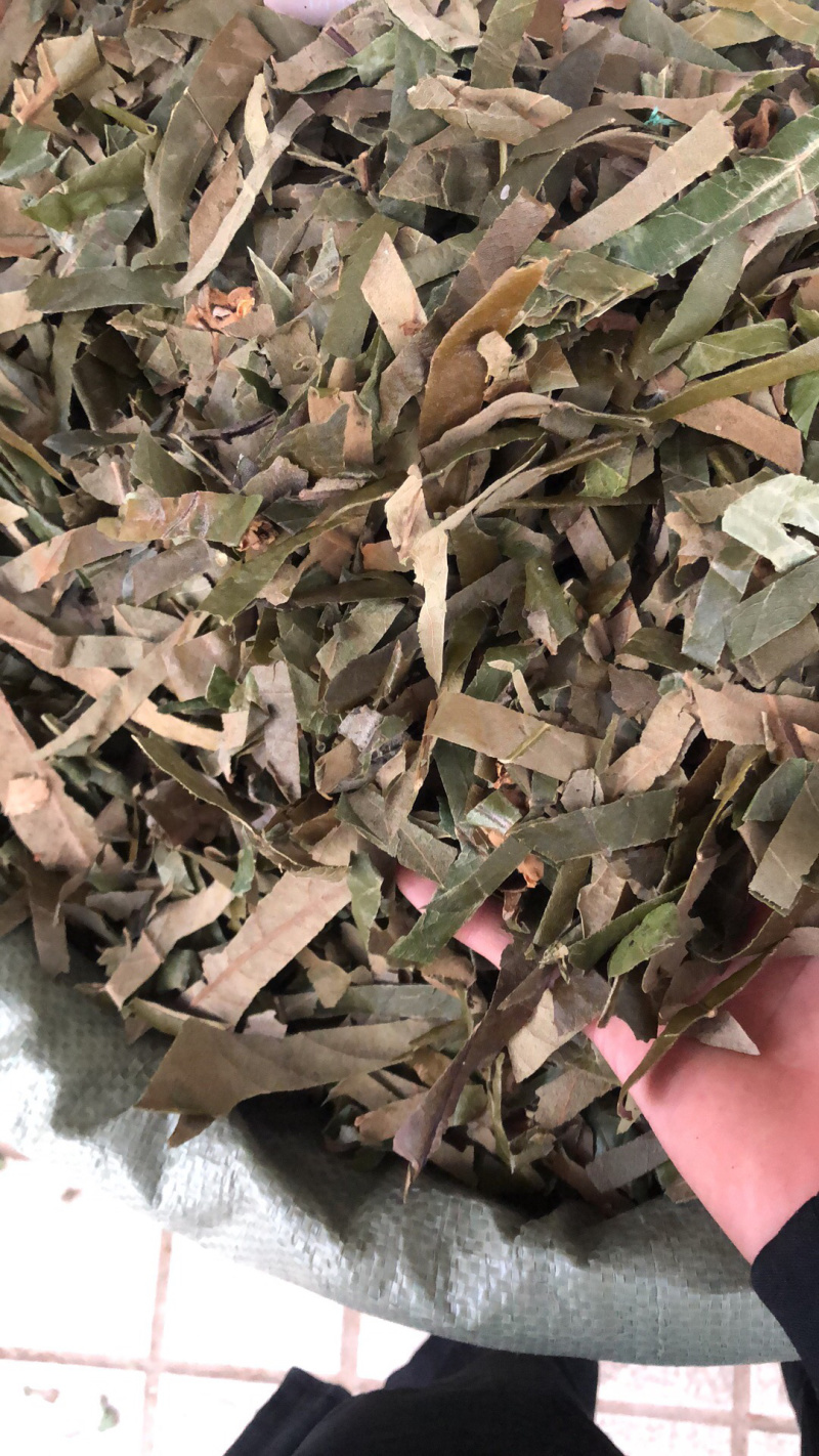 广西新货枇杷叶大量批发零售