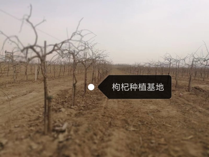 占地枸杞苗/四季种植赔偿高/全国包邮