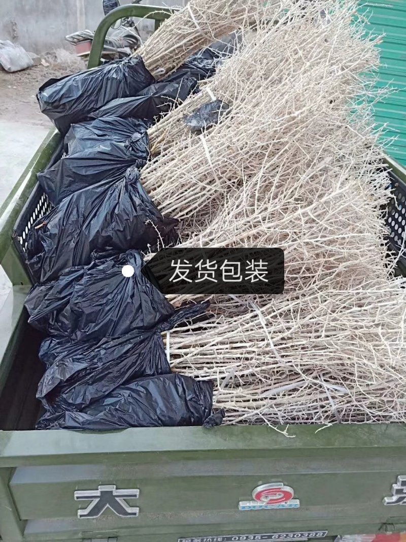 占地枸杞苗/四季种植赔偿高/全国包邮