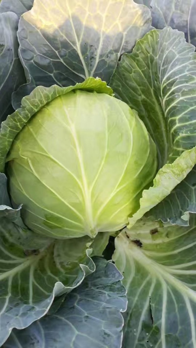 绿宝石甘蓝种子进口高产卷心菜包菜大头菜深绿圆白菜