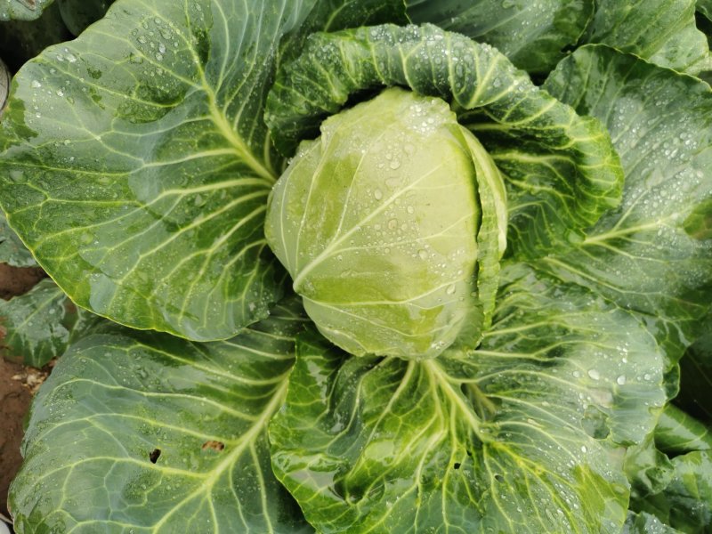 绿宝石甘蓝种子进口高产卷心菜包菜大头菜深绿圆白菜