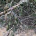 纯野生、钱排草干货。