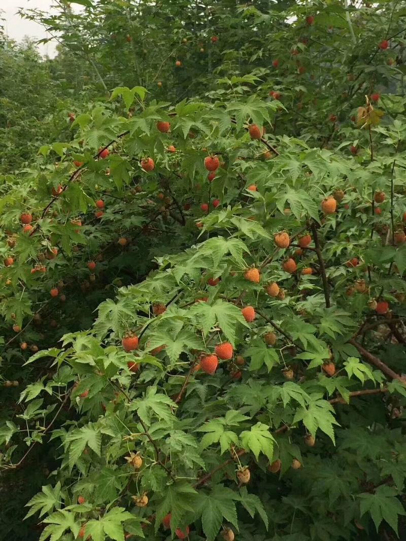 树莓苗，掌叶覆盆子苗大量供应，免费提供技术指导！
