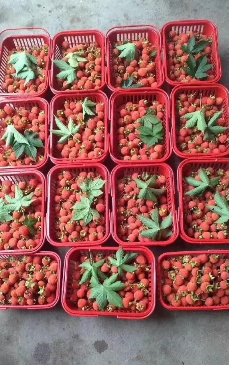 树莓苗，掌叶覆盆子苗大量供应，免费提供技术指导！