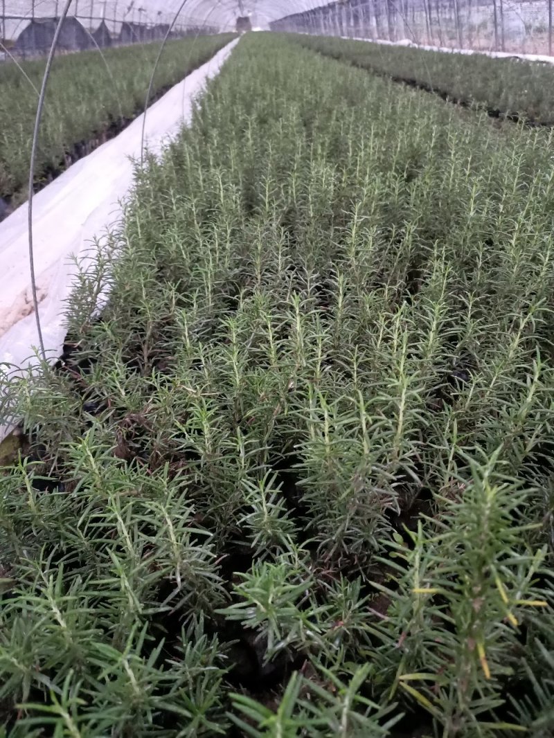 迷迭香小杯，大盆迷迭香，各种规格。常年大量供应