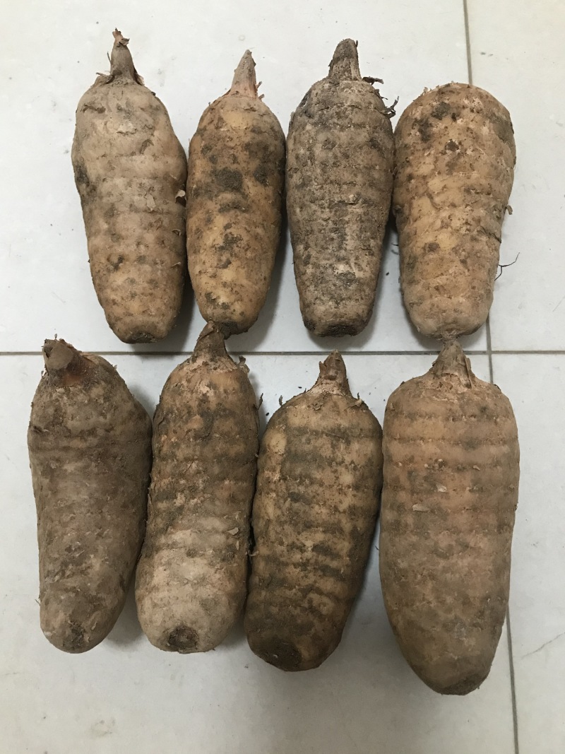新鲜天麻煲汤炖鸡滋补中药材规格全质量好食补**