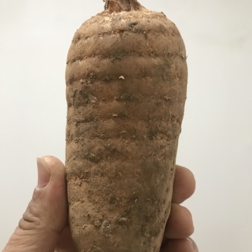 新鲜天麻煲汤炖鸡滋补中药材规格全质量好食补**