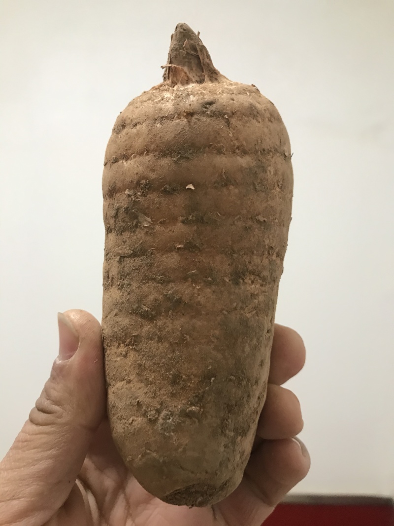 新鲜天麻煲汤炖鸡滋补中药材规格全质量好食补**
