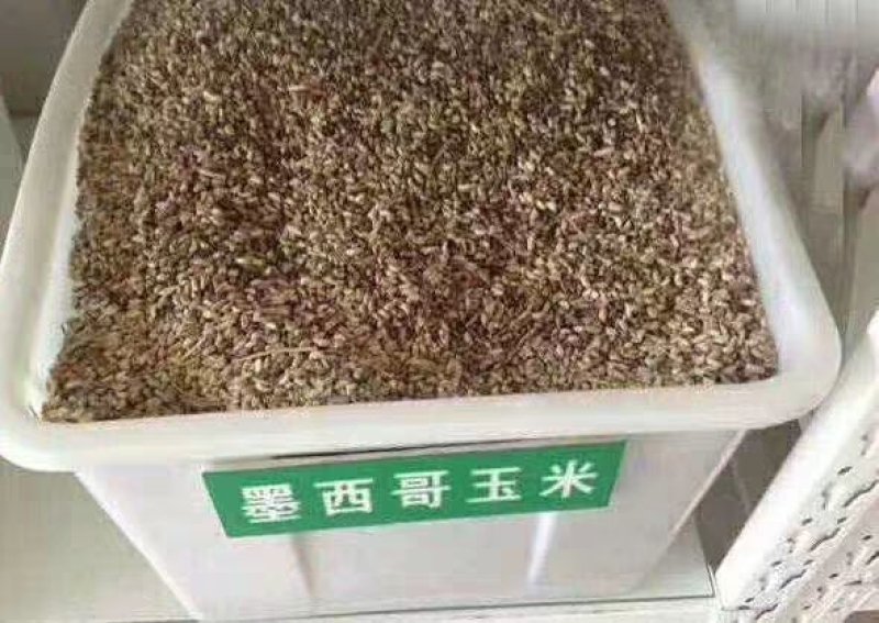 墨西哥玉米草种子95%以上支持货到付款