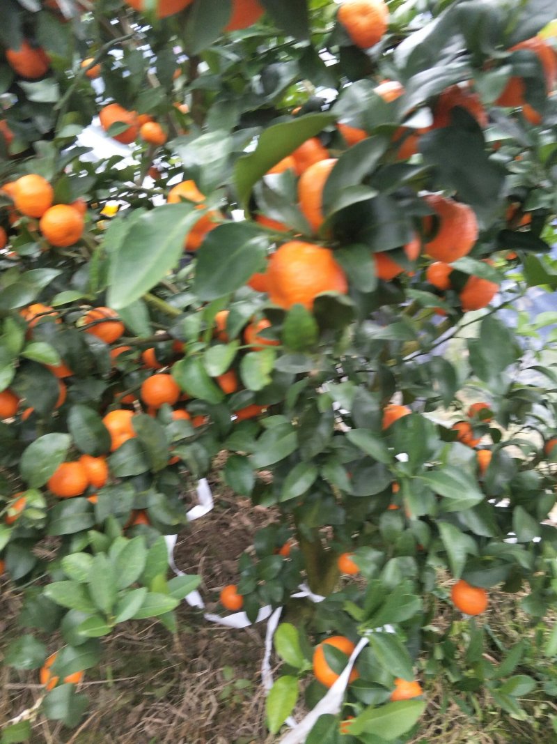 砂糖橘