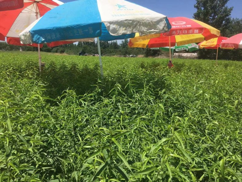 山东优质苗黑桃皇后桃树嫁接苗，现挖现卖包成果技术指导。
