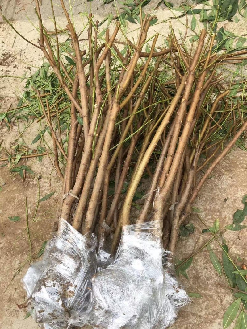 山东优质苗黑桃皇后桃树嫁接苗，现挖现卖包成果技术指导。