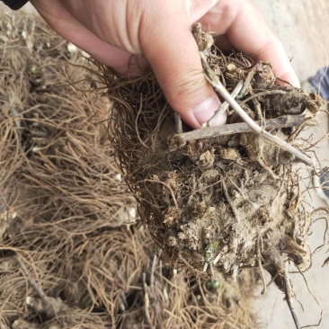 苍术种苗基地供应大量收购销售苍术干品鲜品