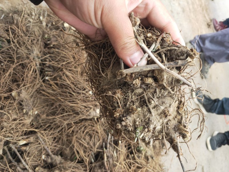 苍术种苗基地供应大量收购销售苍术干品鲜品