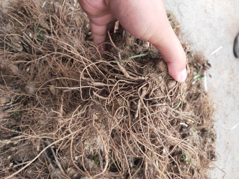 苍术种苗基地供应大量收购销售苍术干品鲜品