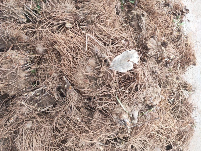 苍术种苗基地供应大量收购销售苍术干品鲜品