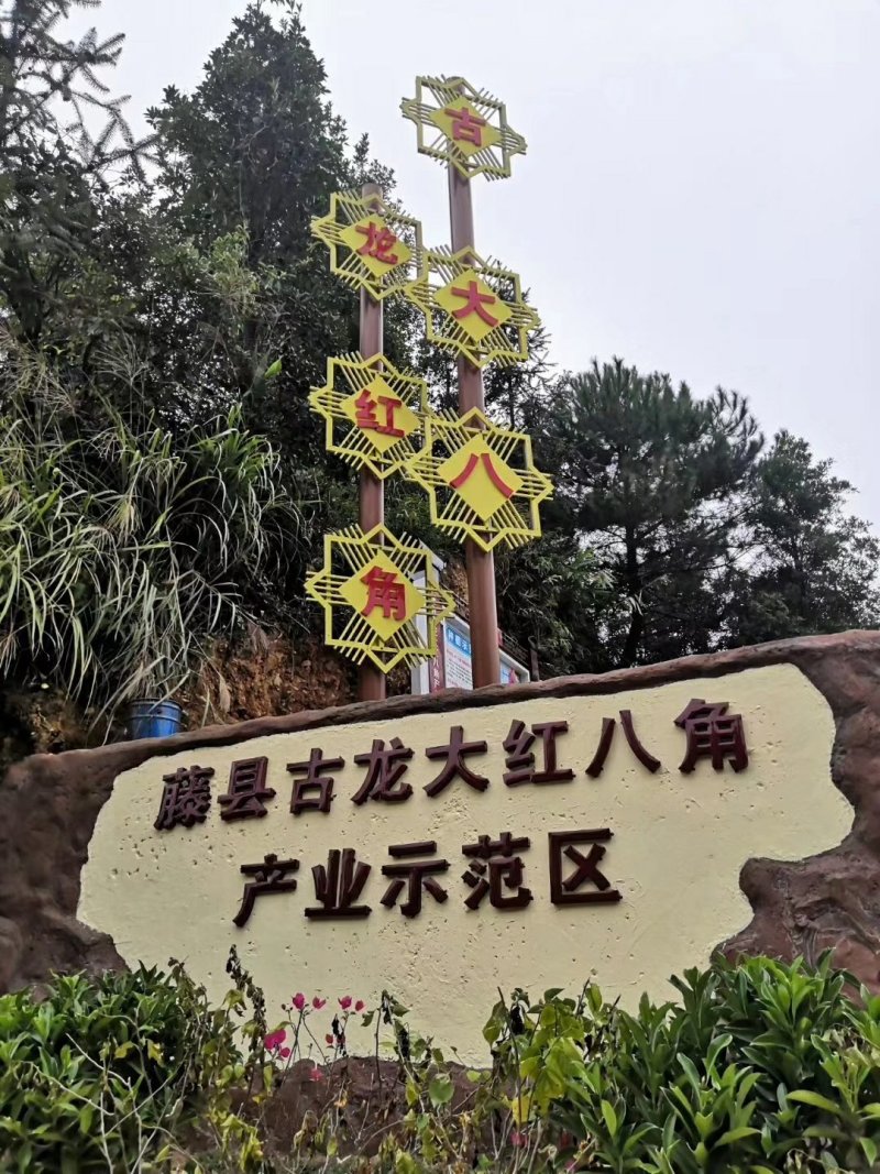 古龙2020年新大红八角