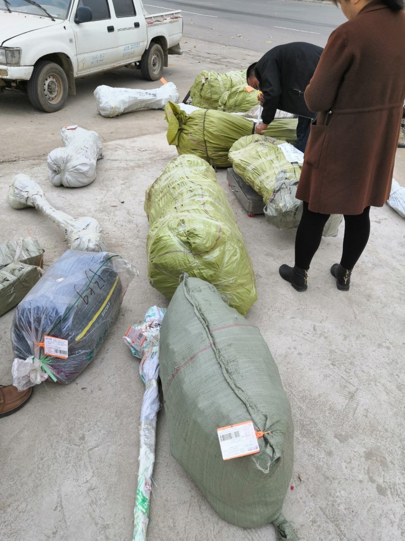 【板栗苗嫁接苗】基地直发，包品种质量，嫁接苗包邮，包成活
