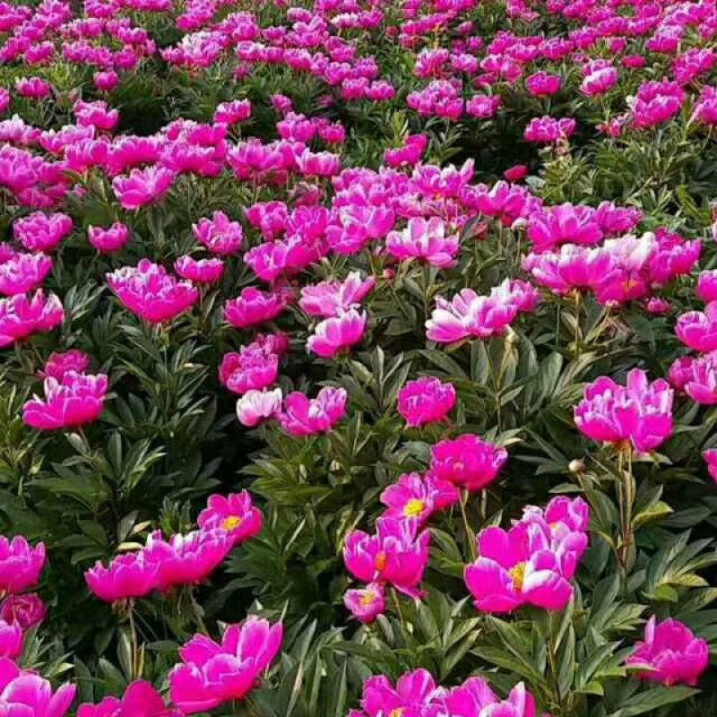 芍药苗白芍芽赤芍种苗基地供应大量收购销售芍药干品鲜品