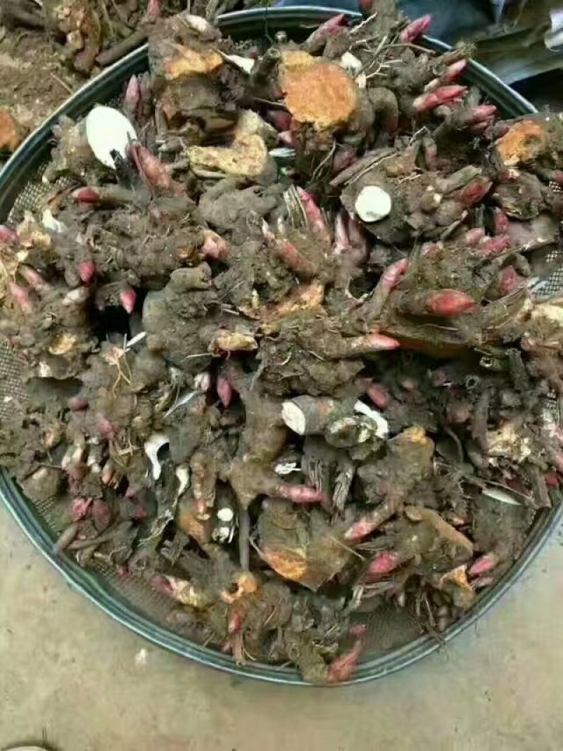 芍药苗白芍芽赤芍种苗基地供应大量收购销售芍药干品鲜品