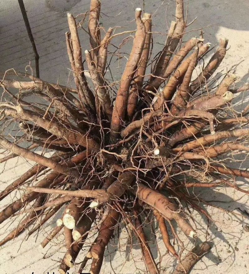 芍药苗白芍芽赤芍种苗基地供应大量收购销售芍药干品鲜品