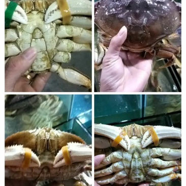 批发冰冻，冰鲜珍宝蟹大量价格优惠欢迎海鲜酒楼，海鲜自助餐