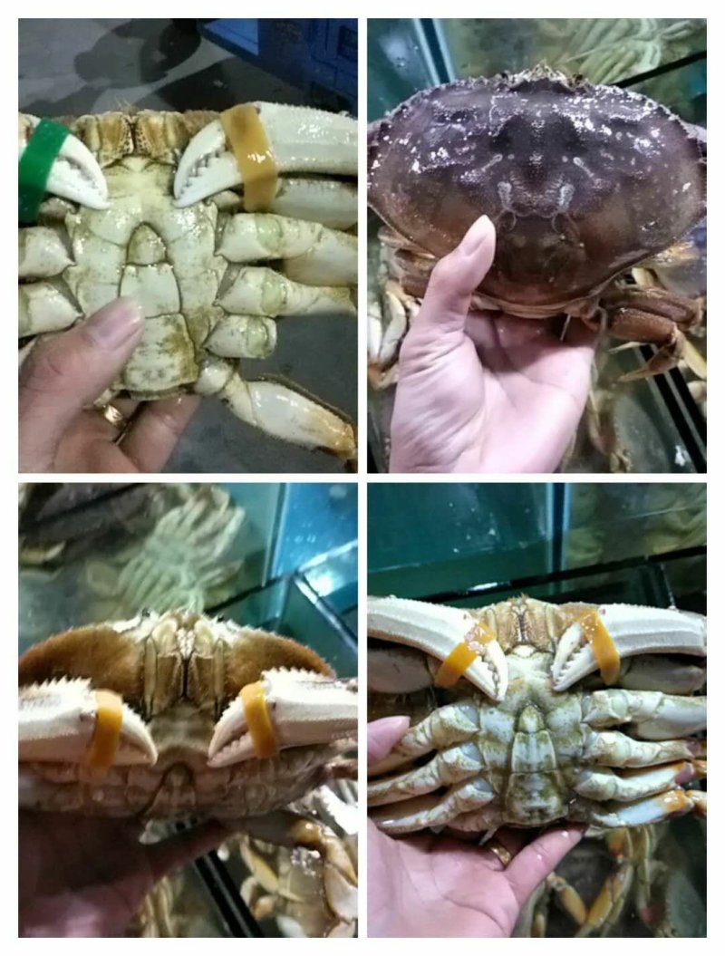 批发冰冻，冰鲜珍宝蟹大量价格优惠欢迎海鲜酒楼，海鲜自助餐
