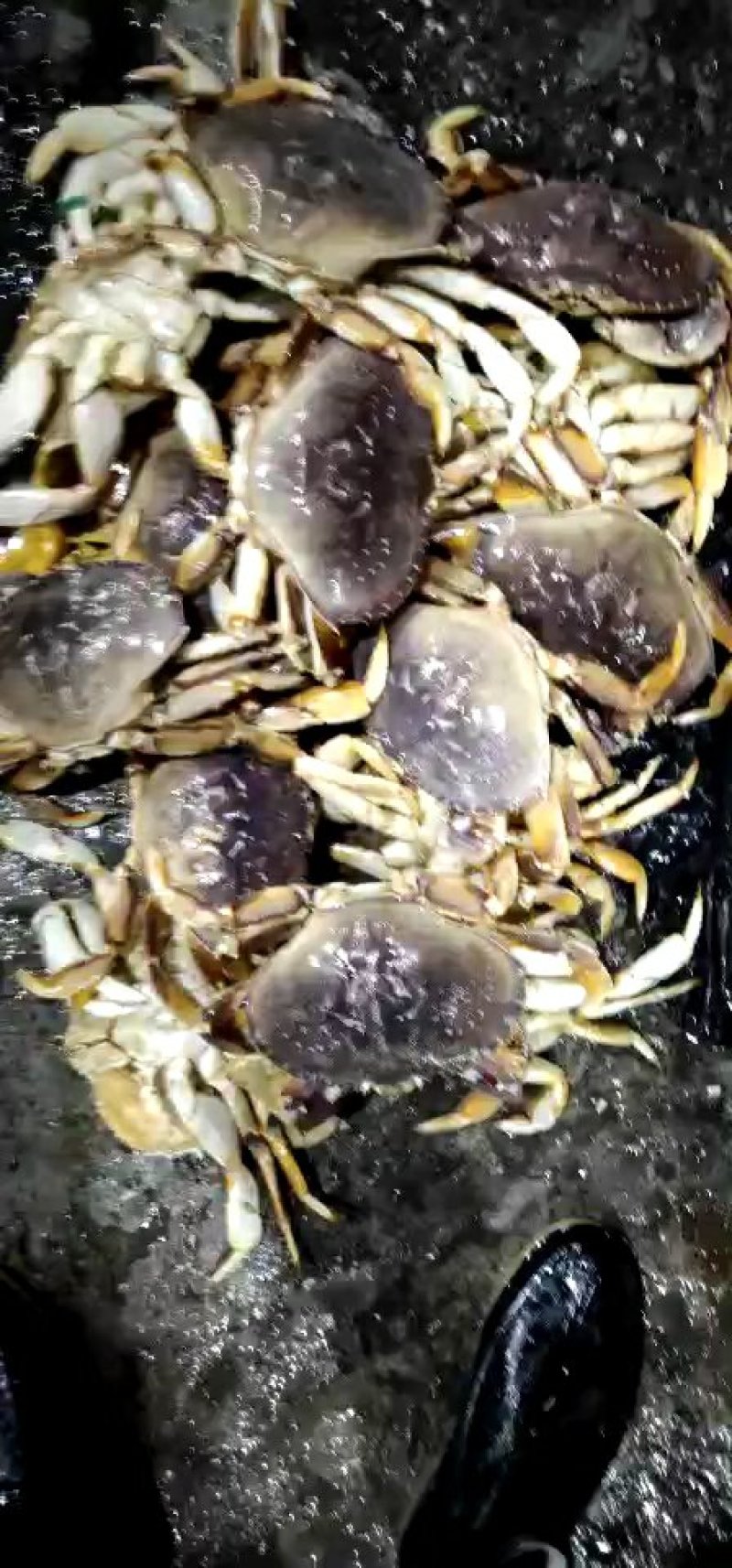 批发冰冻，冰鲜珍宝蟹大量价格优惠欢迎海鲜酒楼，海鲜自助餐