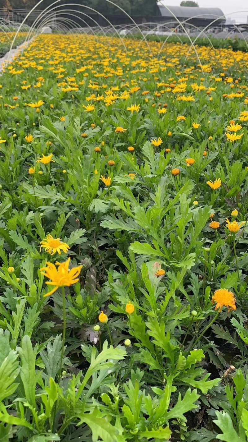 木春菊，西洋菊，法兰西菊，木春菊价格，成都木春菊批发
